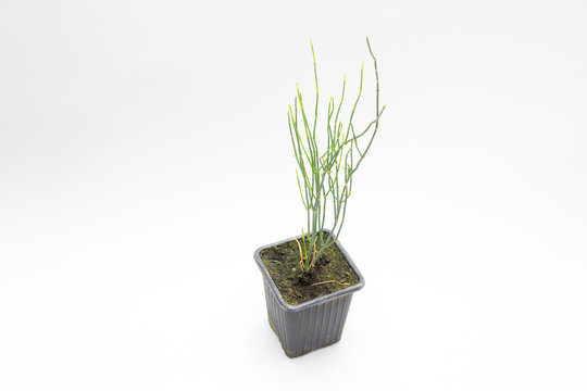 efedra pl&aacute;ntula