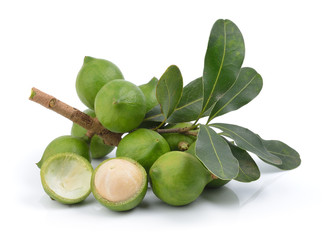 fresh macadamia nut on white background