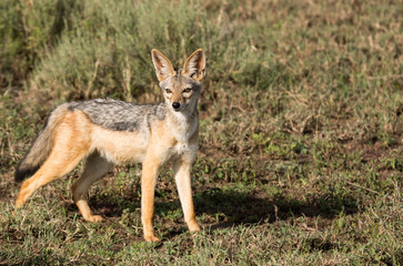 Naklejka na ściany i meble Alert jackal hunting in the Serengeti shrub lands 