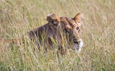 Lioness laying in the tall grass, Serengeti national park, Tanzania

