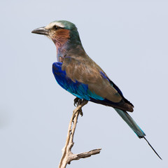 Lilac-Breasted Roller on a branch with soft sky background, Tanzania
