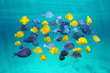 Fototapeta premium Colorful school of tropical fish below surface