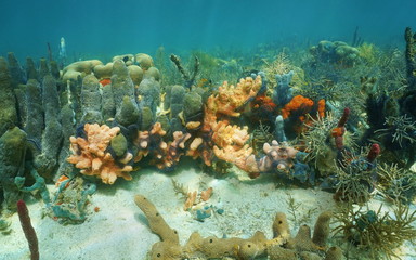 Colorful sponges underwater in a coral reef