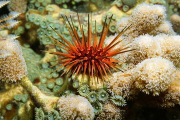 Naklejka na ściany i meble Reef urchin underwater Caribbean sea