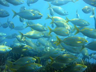 Fototapeta na wymiar Shoal of fish sea bream salema porgy Mediterranean