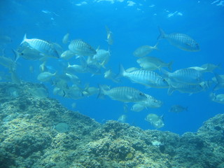 Shoal of fish with rock in the Mediterranean sea