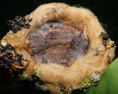 Close-up of two baby hummingbird sleeping in nest