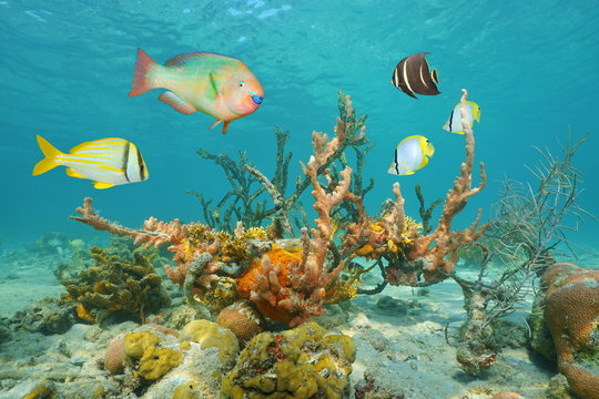 Colorful sea life underwater with tropical fish