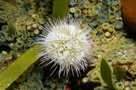 Live specimen of green sea urchin underwater