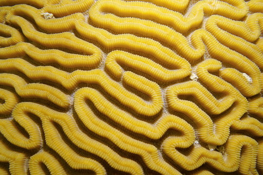 Sea life grooved brain coral labyrinth