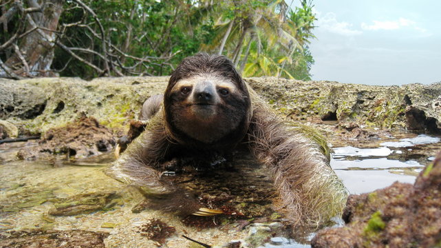 Sloth crossing puddle on ground of tropical coast