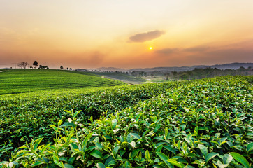 Sunset view of tea plantation landscape