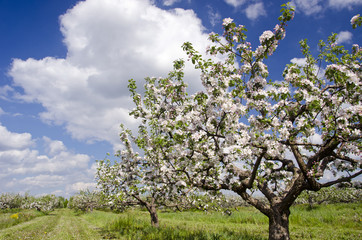 blossoming spring apple tree industrial orchard garden