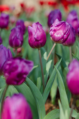 Blooming spring flowers tulips in the garden