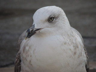 White bird captured very close