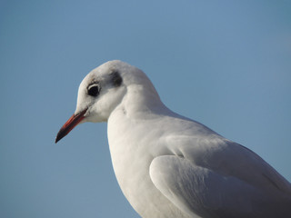 Seagull and blue sky