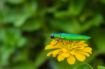 Insects on flowers