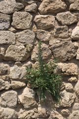 Fieldstone Wall With Blueweed