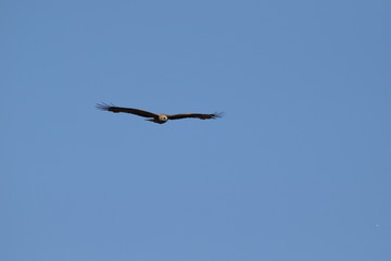 Mäusebussard