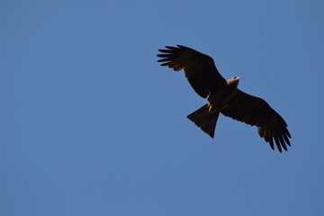 Mäusebussard