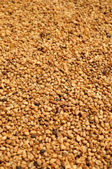 coffee beans