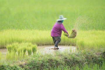 Naklejka na ściany i meble Farmers transplant rice in a field in Thailand