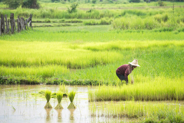 Obraz na płótnie Canvas Farmers transplant rice in a field in Thailand