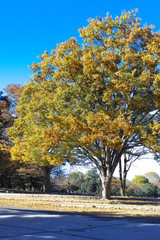 Showa Memorial Park 6