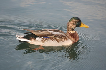 Last drake on the lake (Balatonfüred, autumn)