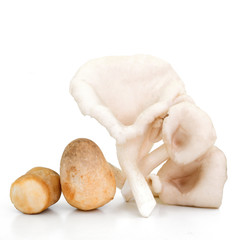 Oyster mushrooms and Straw Mushroom on a white background