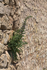 A fieldstone wall with blueweed (Echium vulgare) growing on it.
