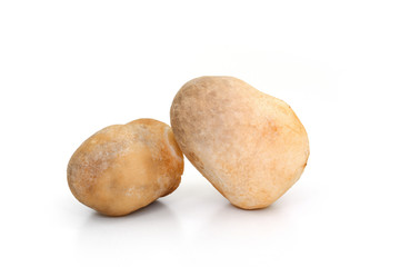 Volvariella volvacea, Straw Mushroom on white background