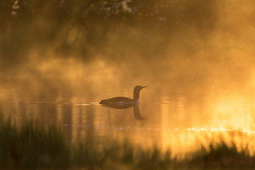 Misty morning light with a Red throated loon in the lake