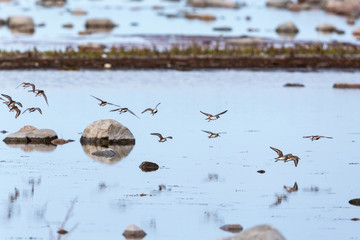 Dunlins flying