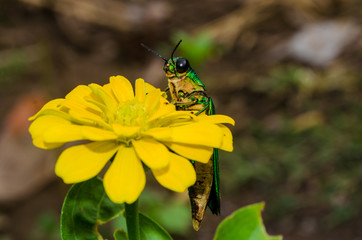 Insects on flowers