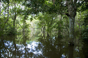 アマゾン川の水没林
