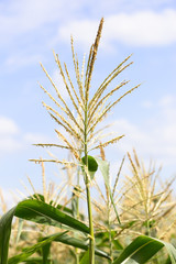 Corn flowering stage in field and blue sky.