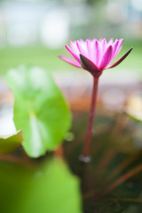 Lotus in nature pool in sun light