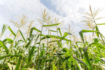 Obraz premium Corn flowering stage in field and blue sky.