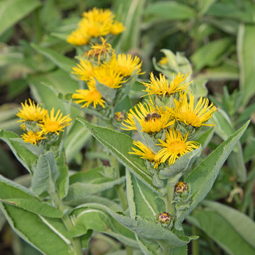 Alant - Inula helenium