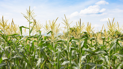 Fototapeta premium Corn flowering stage in field and blue sky.