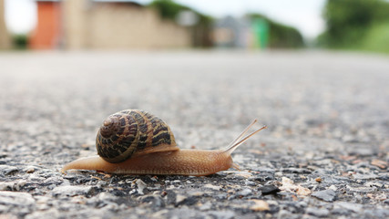 snail