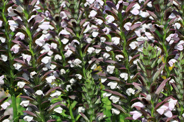 Acanthus hungaricus flowers
