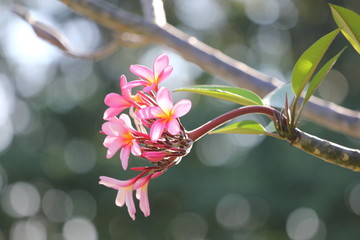 Pink Plumeria or pink temple tree