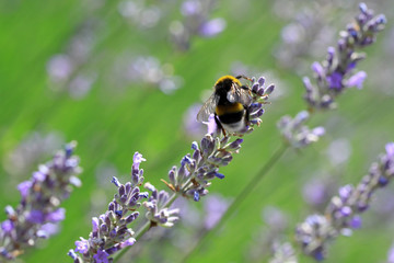 Lavender flowers with bumblebee