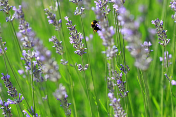 Lavandula angustifolia or Lavender