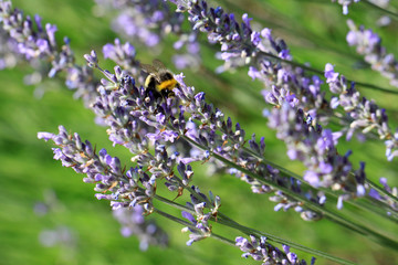 Lavender with bumblebee