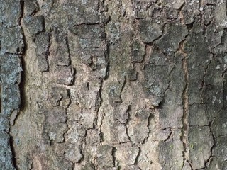 Tree bark texture