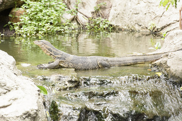 Water monitor or Varanus salvator is a large lizard.
