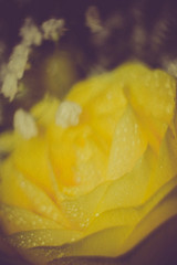 Yellow Rose with Droplets Retro